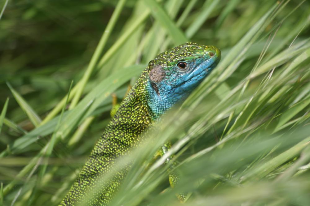 Lézard vert Lacerta bilineata Daudin, 1802