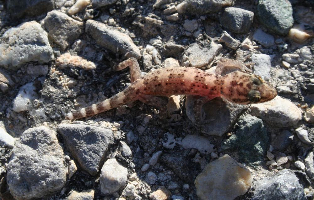 Hémidactyle verruqueux Hemidactylus turcicus (Linnaeus, 1758)