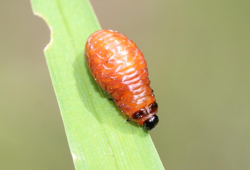 Criocère du Lys Lilioceris lilii (Scopoli, 1763)
