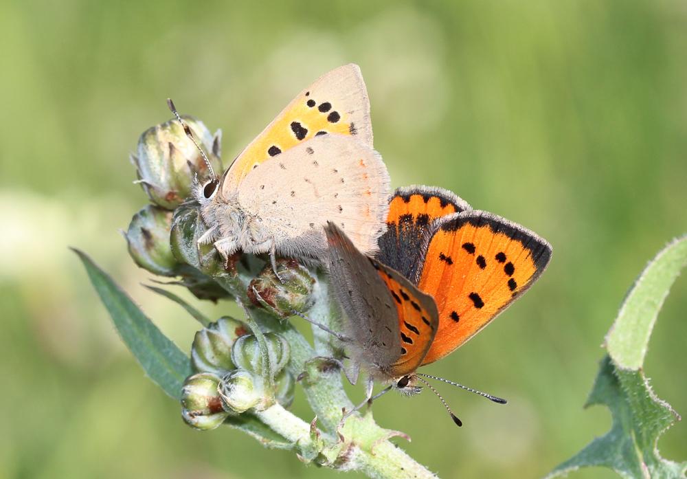 Cuivré commun (Le), Argus bronzé (L'), Bronzé (Le) Lycaena phlaeas (Linnaeus, 1760)