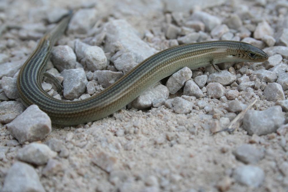 Seps strié Chalcides striatus (Cuvier, 1829)