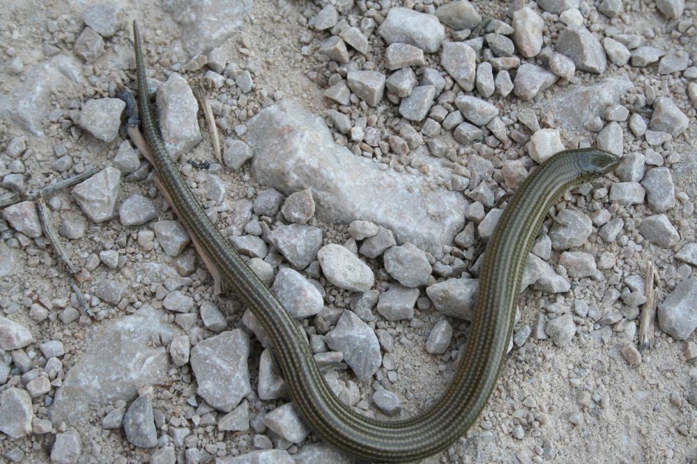Seps strié Chalcides striatus (Cuvier, 1829)