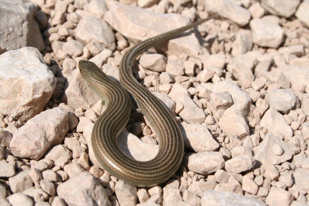Seps strié Chalcides striatus (Cuvier, 1829)