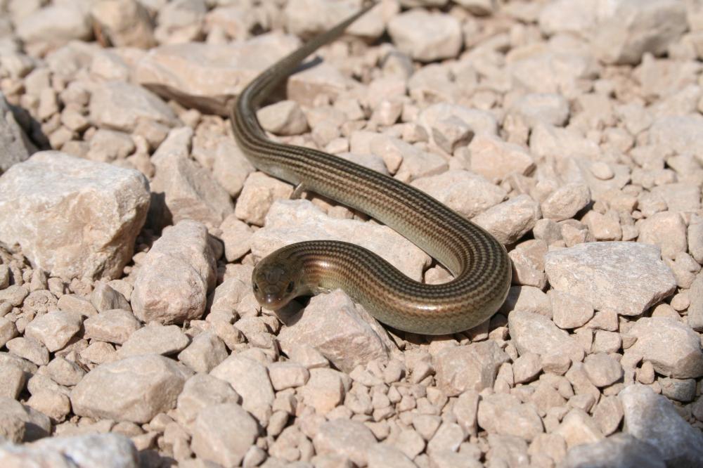 Seps strié Chalcides striatus (Cuvier, 1829)