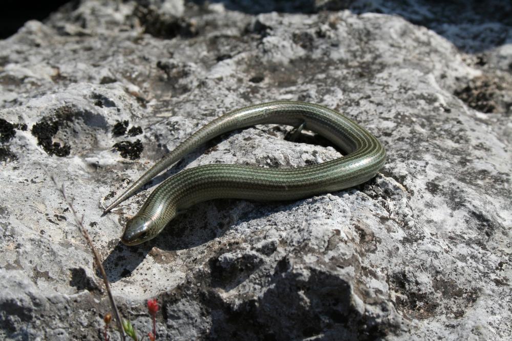 Seps strié Chalcides striatus (Cuvier, 1829)