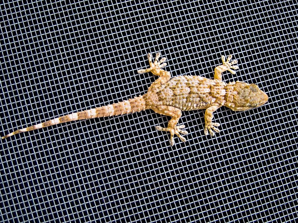 Tarente de Maurétanie Tarentola mauritanica (Linnaeus, 1758)