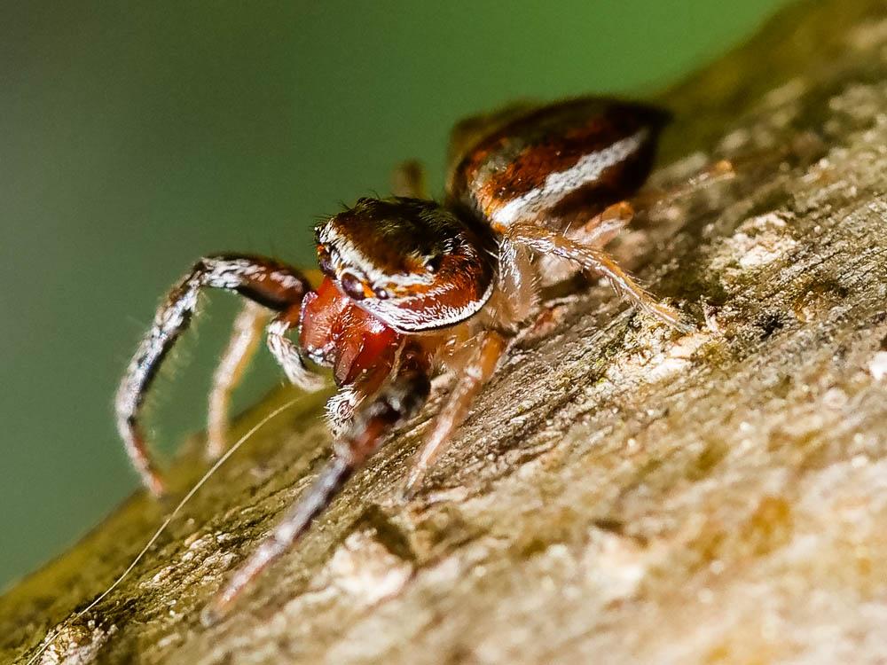  Icius hamatus (C.L. Koch, 1846)