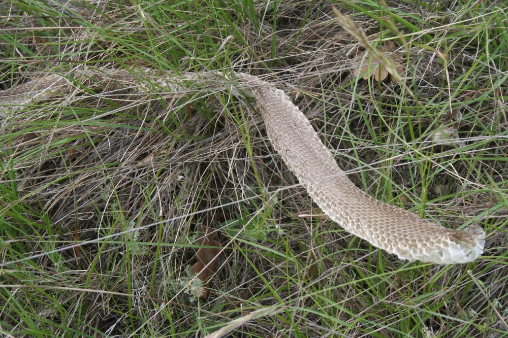 Couleuvre de Montpellier Malpolon monspessulanus (Hermann, 1804)