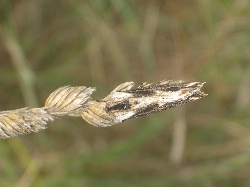 Conspicillaire (La) Egira conspicillaris (Linnaeus, 1758)