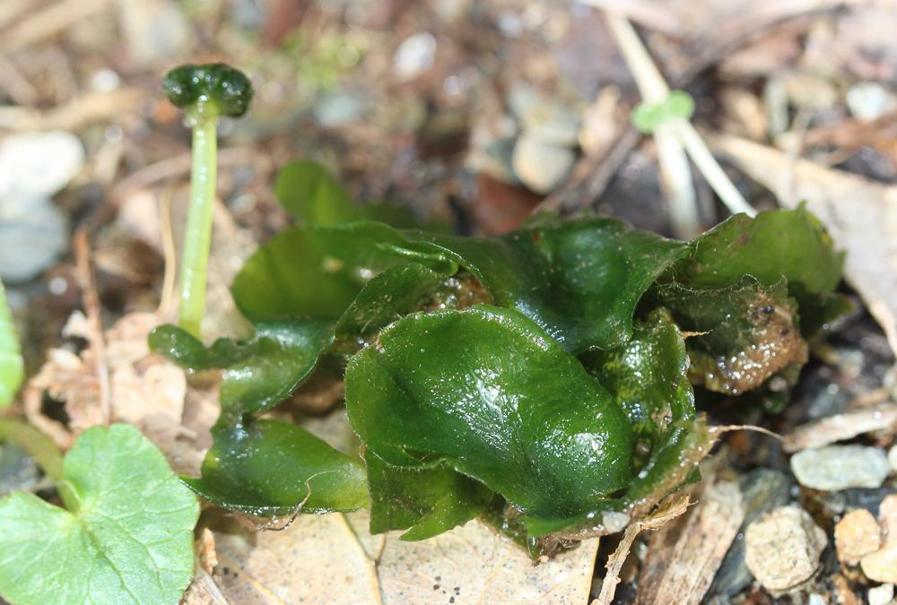Dumortiera hirsuta (Sw.) Nees, 1833