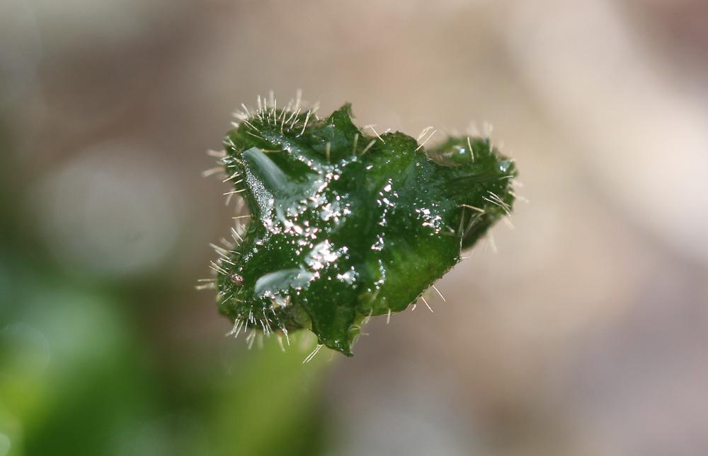 Dumortiera hirsuta (Sw.) Nees, 1833