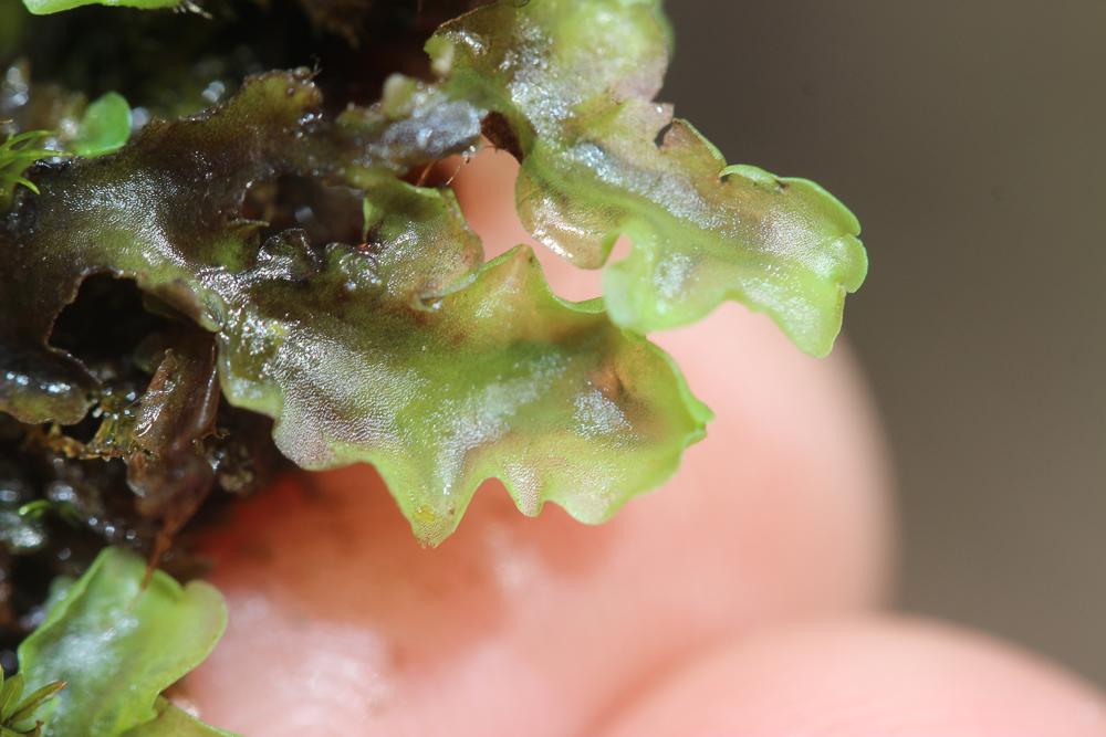 Apopellia endiviifolia (Dicks.) Nebel & D.Quandt, 2016