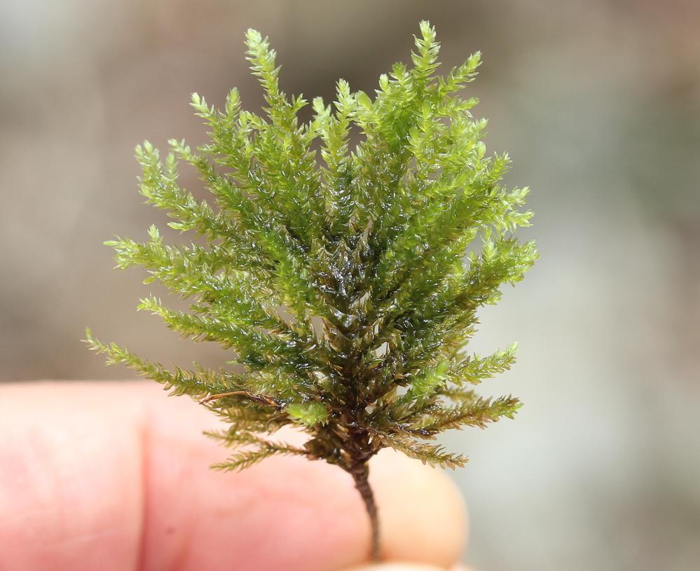 Le  Thamnobryum alopecurum (Hedw.) Gangulee
