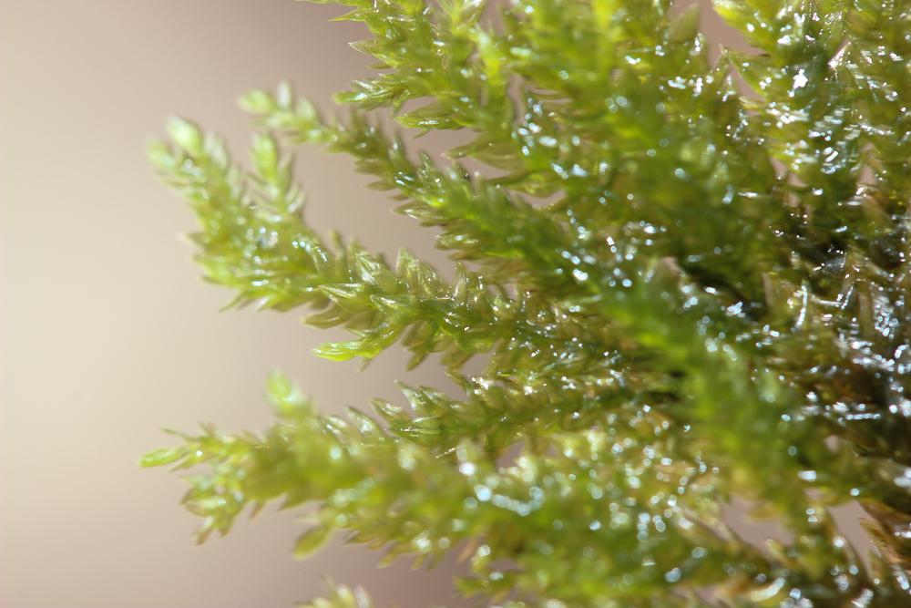 Le  Thamnobryum alopecurum (Hedw.) Gangulee