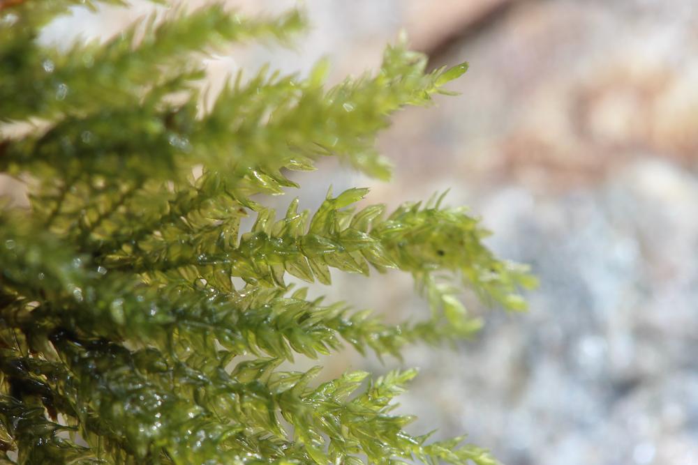 Le  Thamnobryum alopecurum (Hedw.) Gangulee