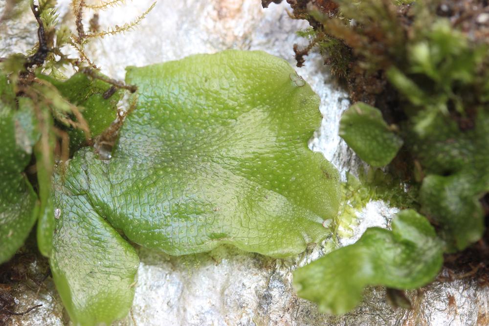 Conocephalum conicum (L.) Dumort.