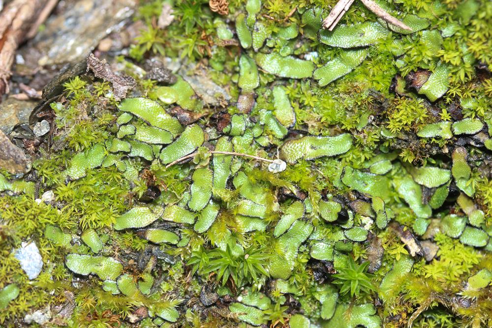 Targionia hypophylla L., 1753