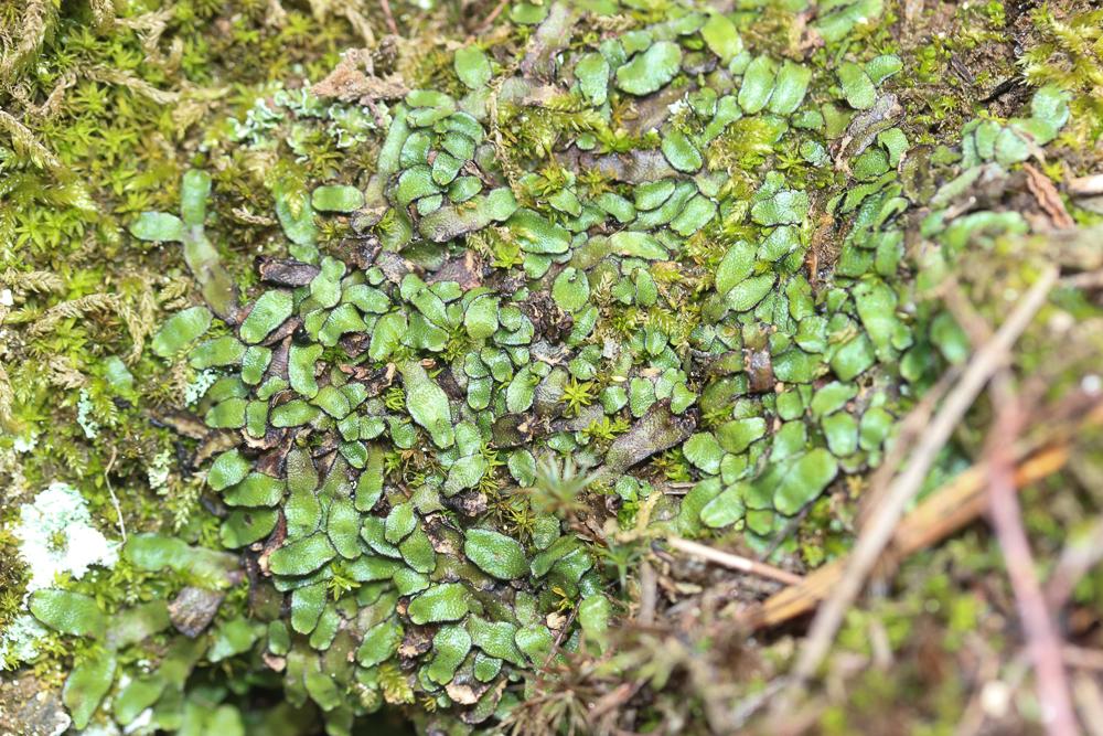 Targionia hypophylla L., 1753