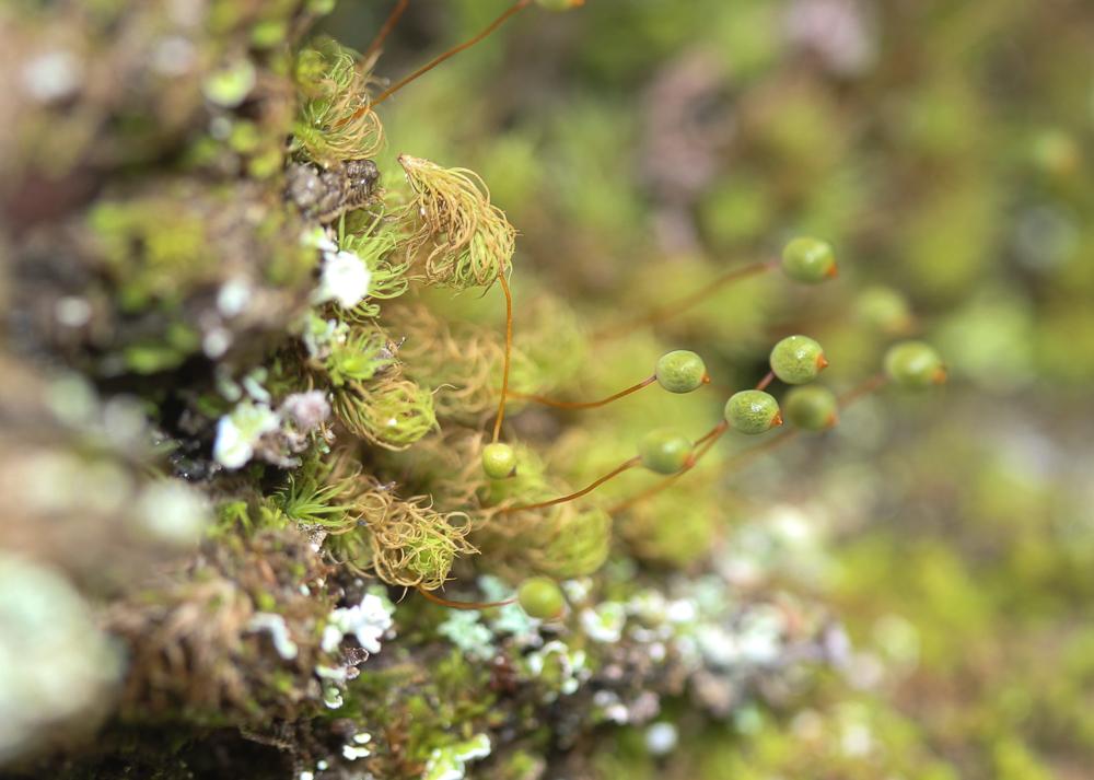 Bartramia pomiformis Hedw., 1801