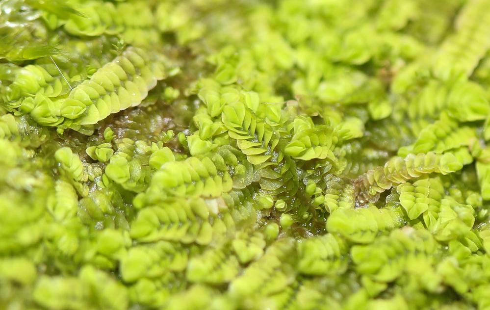Gongylanthus ericetorum (Raddi) Nees, 1836