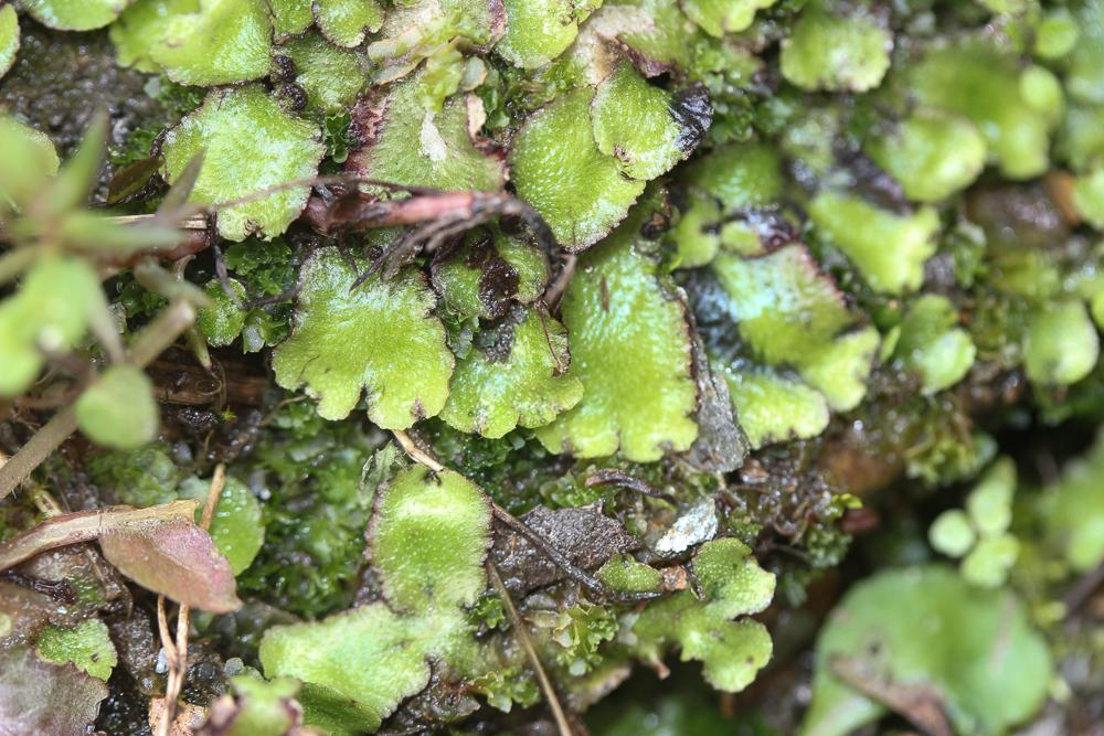 Reboulia hemisphaerica (L.) Raddi, 1818
