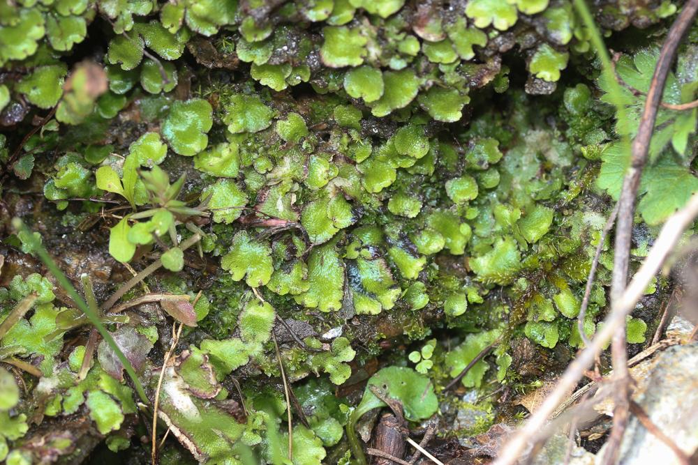 Reboulia hemisphaerica (L.) Raddi, 1818