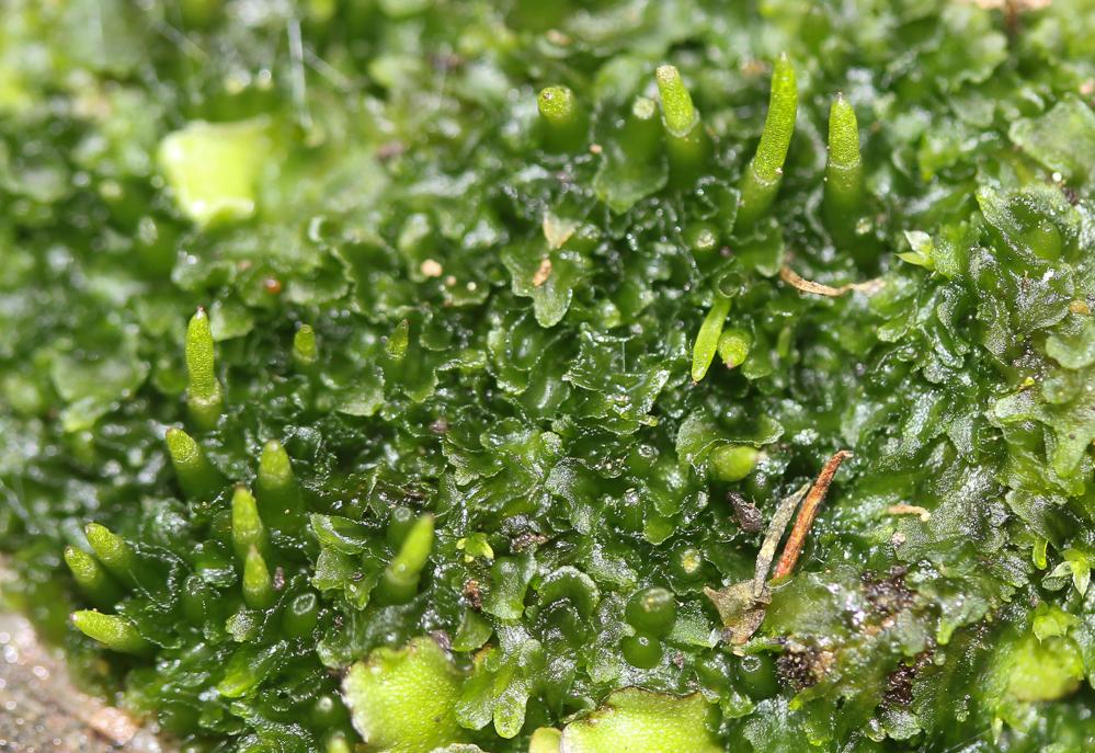 Phaeoceros laevis (L.) Prosk., 1951