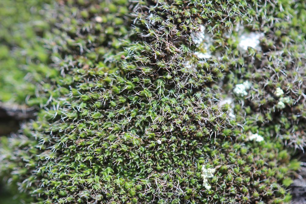 Coscinodon cribrosus (Hedw.) Spruce, 1849