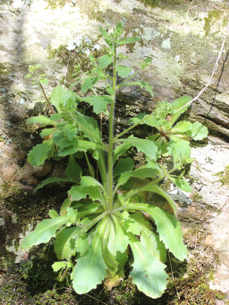 Saxifrage de L'Écluse Micranthes clusii (Gouan) B.Bock, 2012