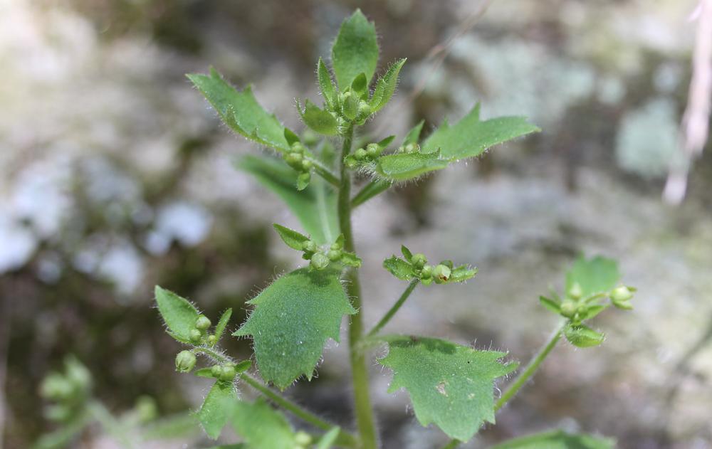Saxifrage de L'Écluse Micranthes clusii (Gouan) B.Bock, 2012
