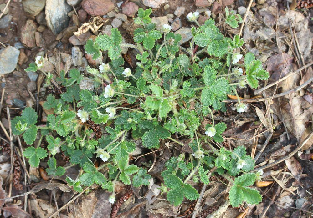 Potentille faux fraisier, Potentille stérile Potentilla sterilis (L.) Garcke, 1856