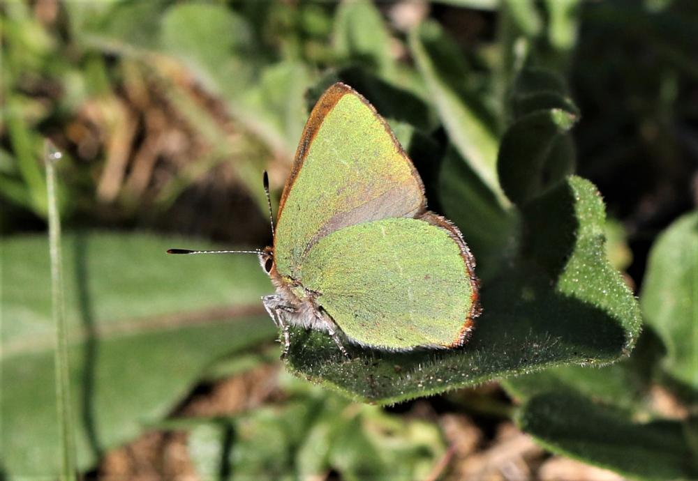 Thécla de l'Arbousier (La) Callophrys avis Chapman, 1909
