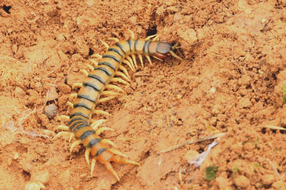 Scolopendra cingulata Latreille, 1789