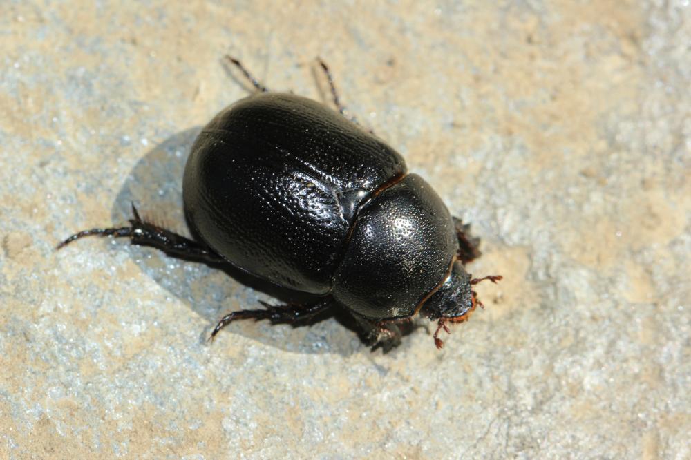 Pentodon bidens punctatum (Villers, 1789)