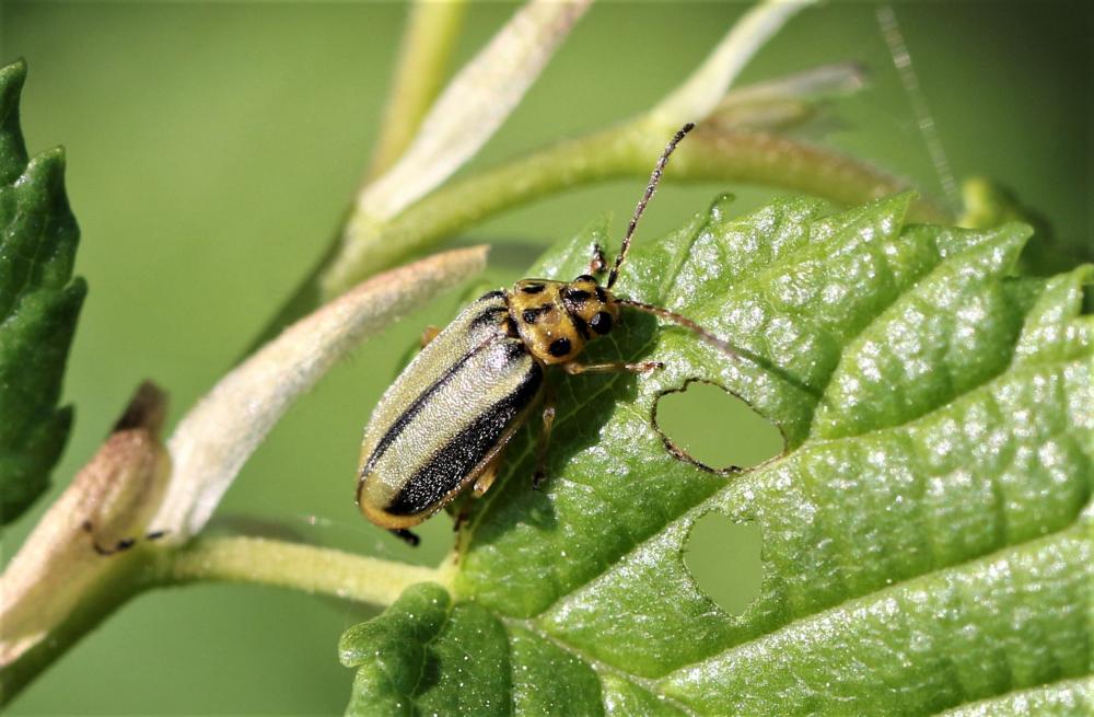 Galéruque de l'orme (La) Xanthogaleruca luteola (Müller, 1766)