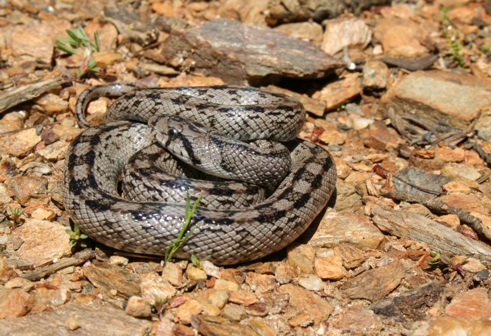 Couleuvre à échelons Zamenis scalaris (Schinz, 1822)