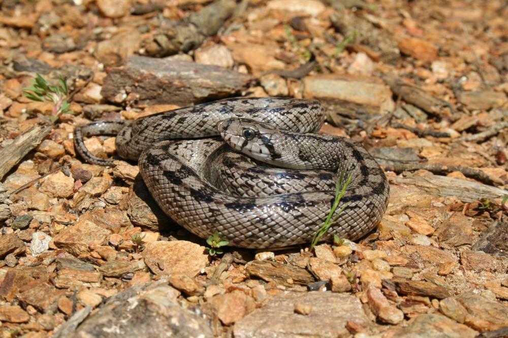 Couleuvre à échelons Zamenis scalaris (Schinz, 1822)