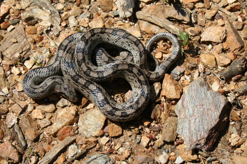 Couleuvre à échelons Zamenis scalaris (Schinz, 1822)