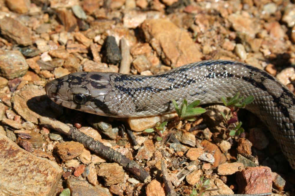 Couleuvre à échelons Zamenis scalaris (Schinz, 1822)