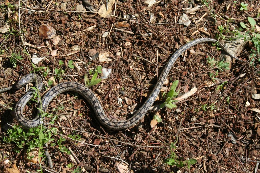 Couleuvre à échelons Zamenis scalaris (Schinz, 1822)