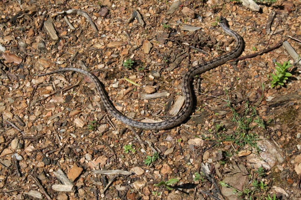 Couleuvre à échelons Zamenis scalaris (Schinz, 1822)