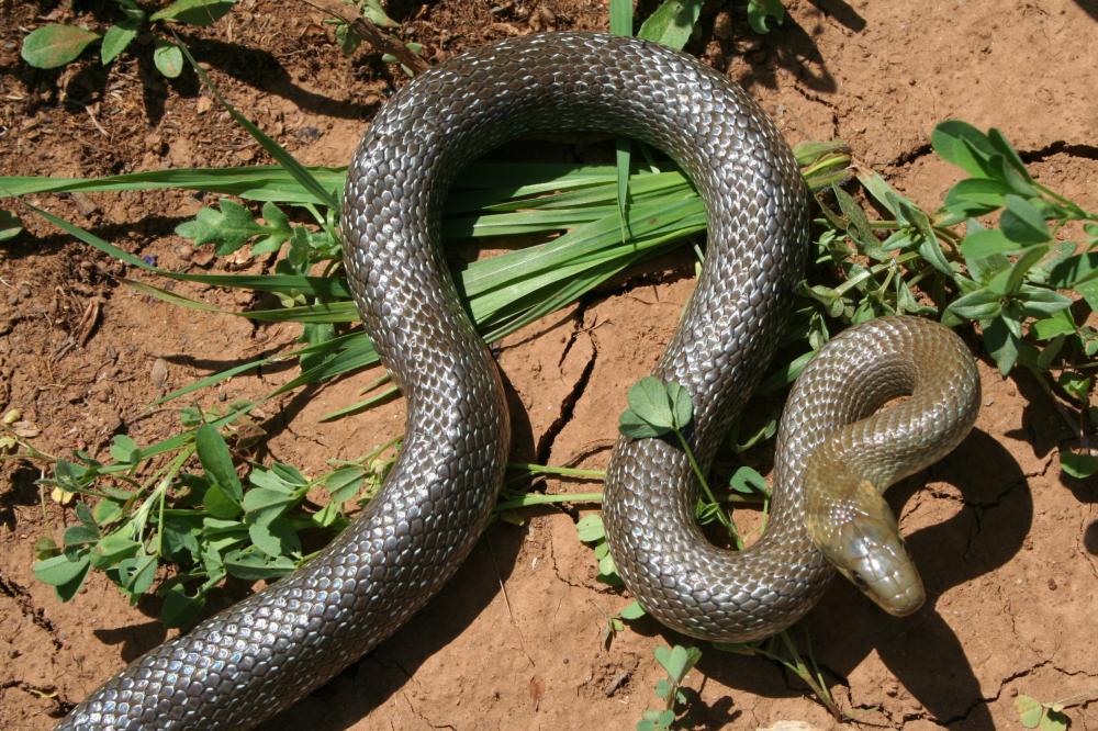 Couleuvre d'Esculape Zamenis longissimus (Laurenti, 1768)