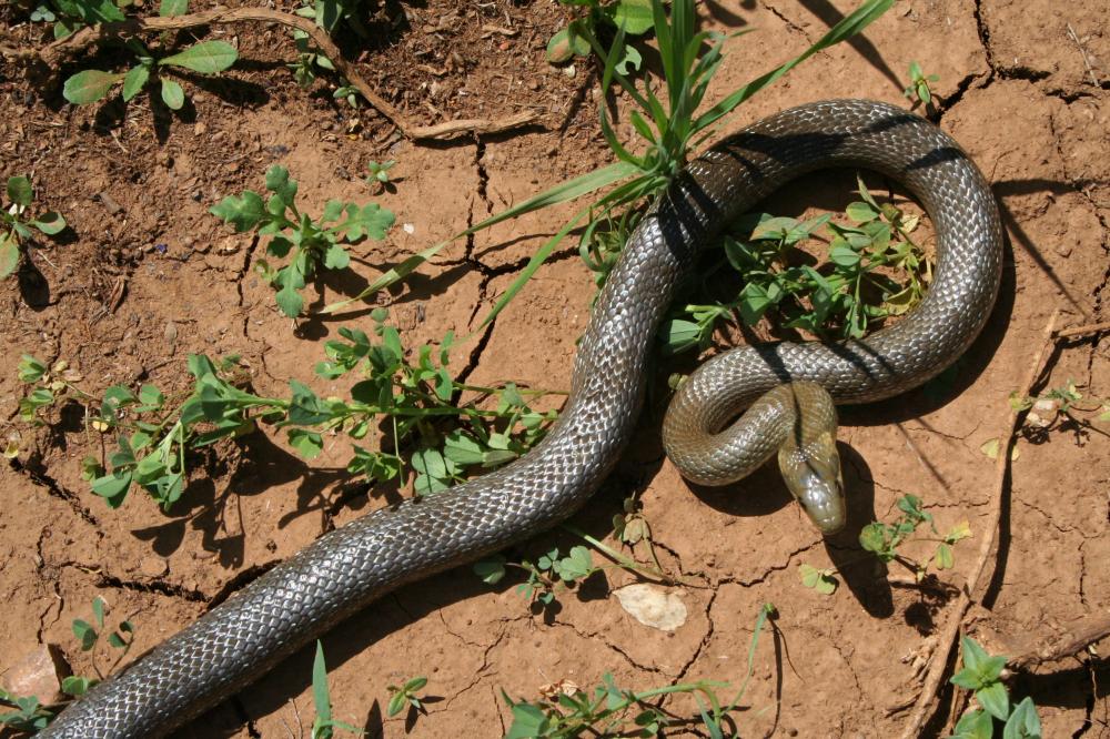 Couleuvre d'Esculape Zamenis longissimus (Laurenti, 1768)