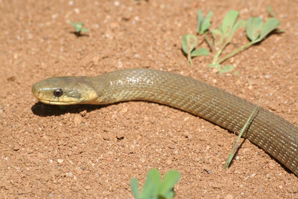 Couleuvre d'Esculape Zamenis longissimus (Laurenti, 1768)