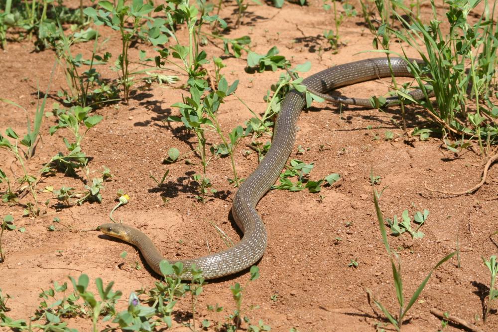 Couleuvre d'Esculape Zamenis longissimus (Laurenti, 1768)