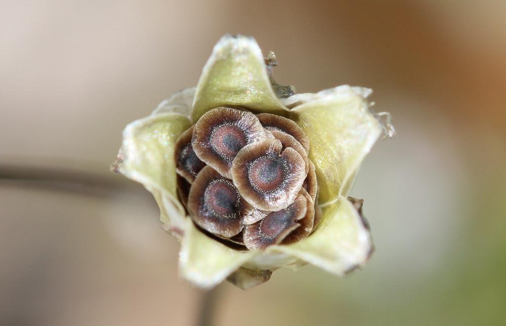 Espargoutte à cinq étamines Spergula pentandra L., 1753
