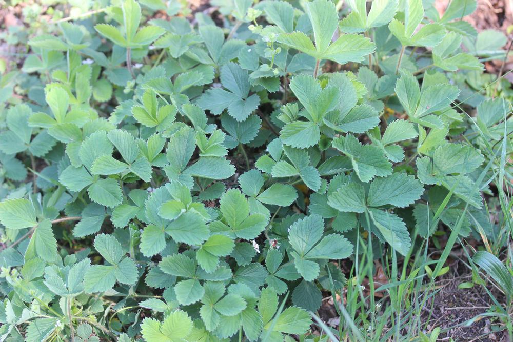 Potentille à petites fleurs Potentilla micrantha Ramond ex DC., 1805