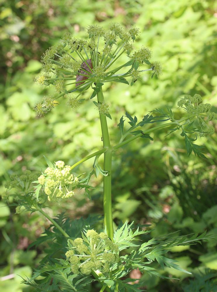 Moloposperme du Péloponnèse Molopospermum peloponnesiacum (L.) W.D.J.Koch, 1824