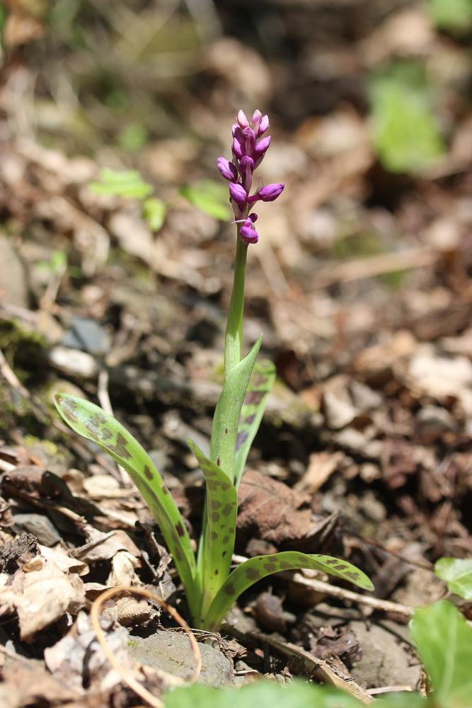 Herbe à la couleuvre Orchis mascula subsp. mascula (L.) L., 1755