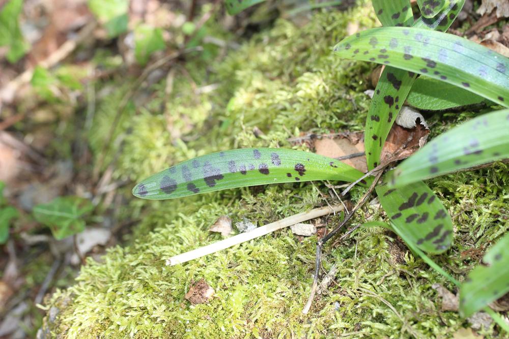 Herbe à la couleuvre Orchis mascula subsp. mascula (L.) L., 1755